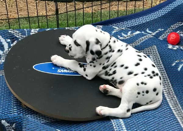 disponibili  cuccioli di dalmata