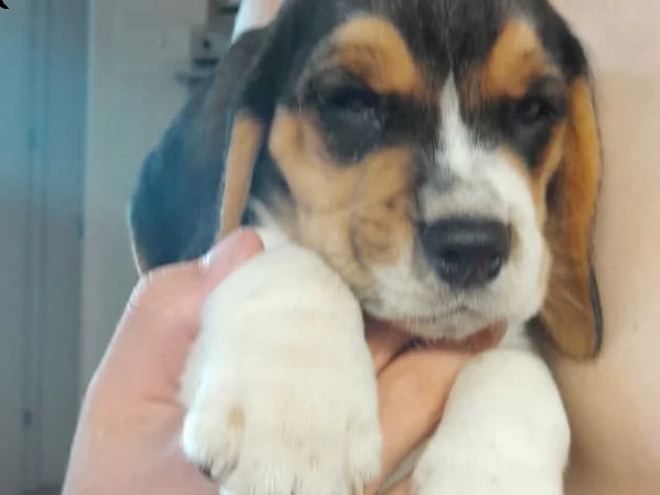 cuccioli di beagle | Foto 1