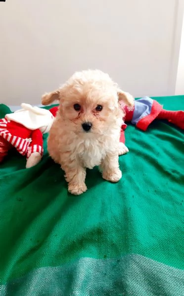 toy cuccioli di barboncino 