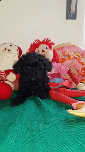 toy cuccioli di barboncino  | Foto 0