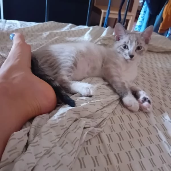 Gattino maschio 