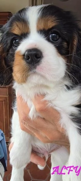 VENDITA MASCHIETTO E FEMMINUCCIA CAVALIER KING GENOVA