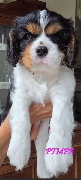 VENDITA MASCHIETTO E FEMMINUCCIA CAVALIER KING GENOVA | Foto 6