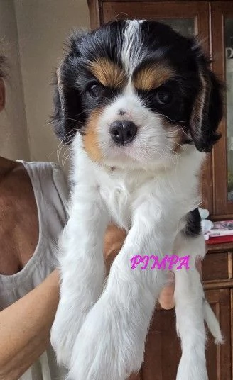 VENDITA MASCHIETTO E FEMMINUCCIA CAVALIER KING GENOVA | Foto 5