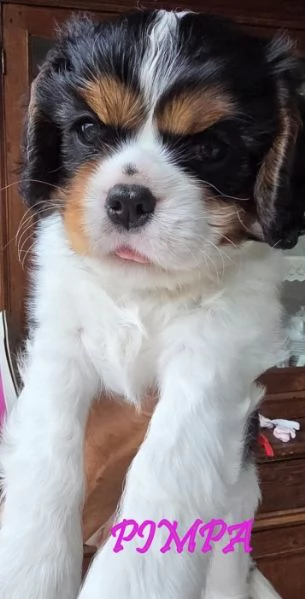 VENDITA MASCHIETTO E FEMMINUCCIA CAVALIER KING GENOVA | Foto 4