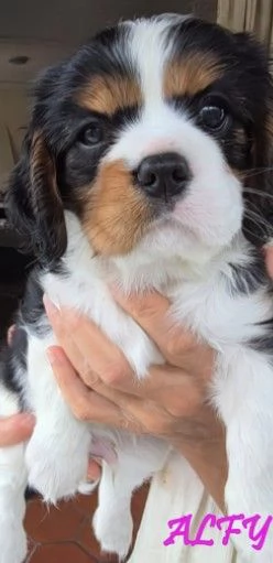 VENDITA MASCHIETTO E FEMMINUCCIA CAVALIER KING GENOVA | Foto 1