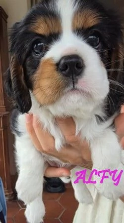 VENDITA MASCHIETTO E FEMMINUCCIA CAVALIER KING GENOVA | Foto 0