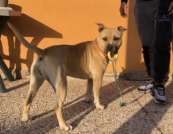 amstaff femmina 2 anni sterilizzata | Foto 2