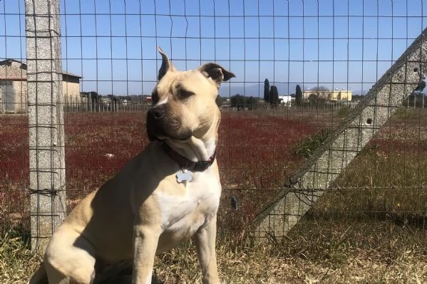 amstaff femmina 2 anni sterilizzata | Foto 1