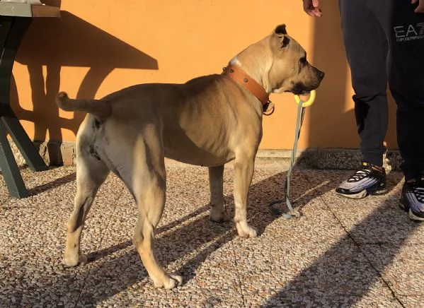 amstaff femmina 2 anni sterilizzata | Foto 0