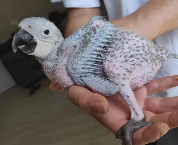 pulli ara ararauna 