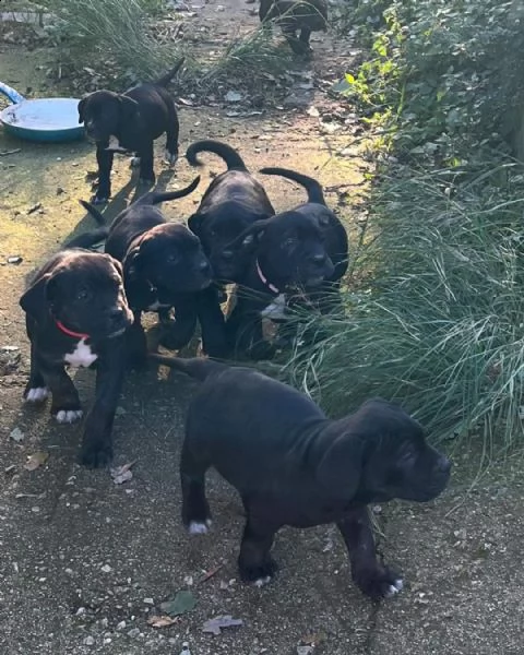 cuccioli cane corso | Foto 5
