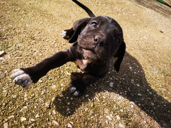 cuccioli cane corso