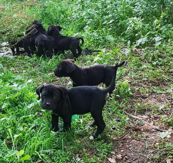 cuccioli cane corso | Foto 4