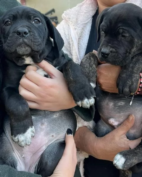 cuccioli cane corso | Foto 3