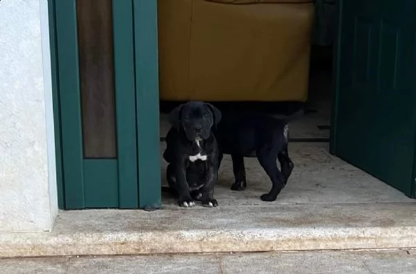 cuccioli cane corso | Foto 2
