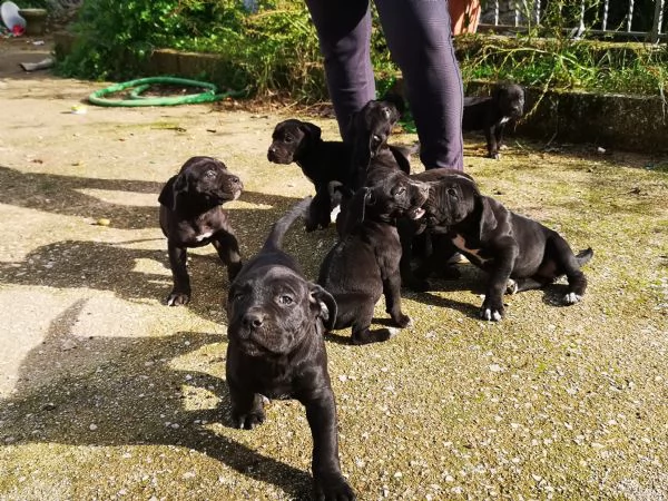 cuccioli cane corso | Foto 0