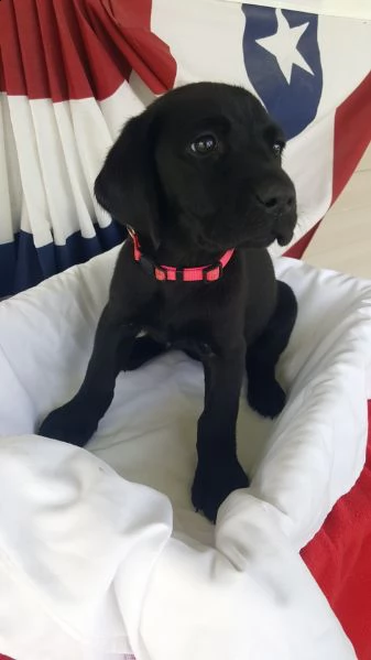 regalo bello labrador cuccioli maschi e femmine