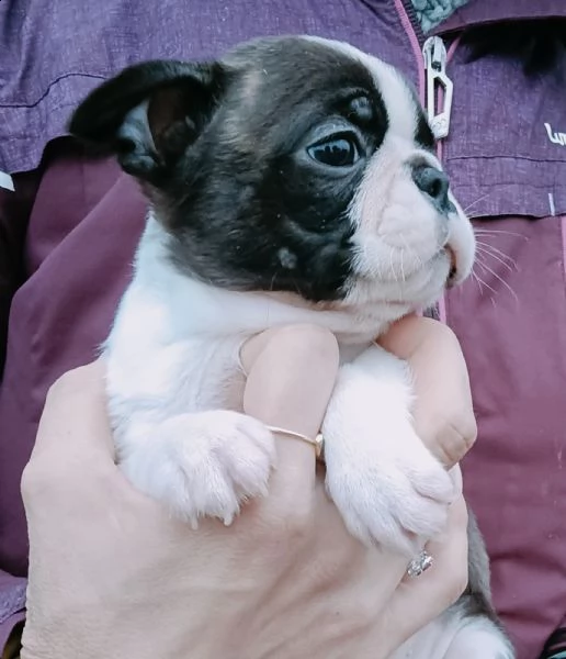 cuccioli di boston terrier | Foto 2