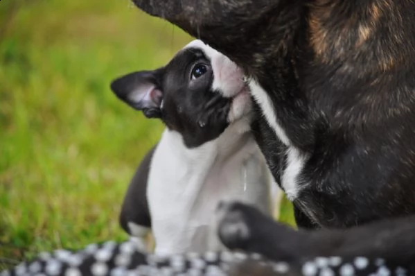 cuccioli di boston terrier | Foto 1