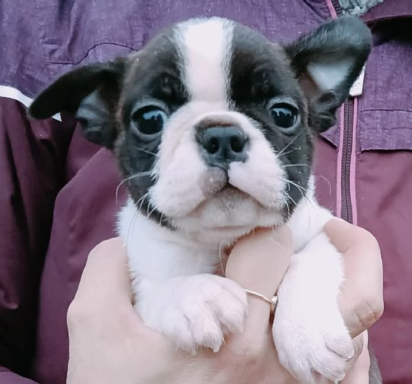 cuccioli di boston terrier
