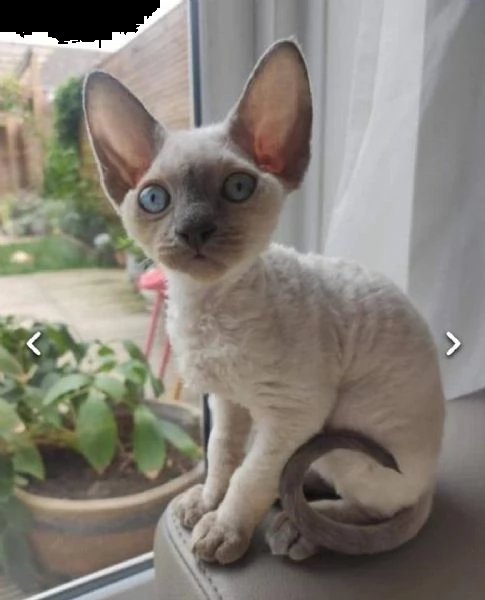 bellissimi cuccioli devon rex disponibili per ladozione