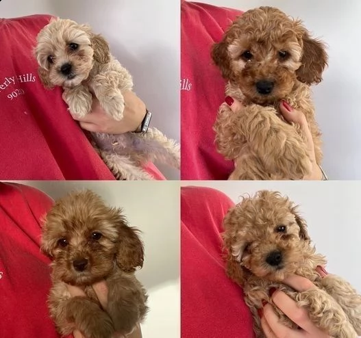 4 bellissimi cuccioli di cocker spaniel pronti per il reinserimento12
