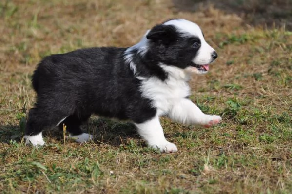 cuccioli di border collie di razza zibellino