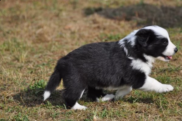 cuccioli di border collie di razza zibellino | Foto 6