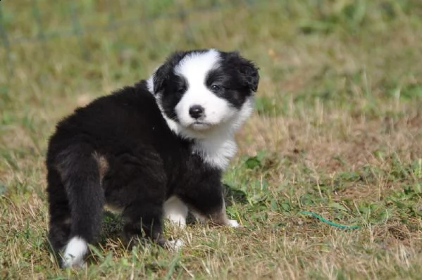 cuccioli di border collie di razza zibellino | Foto 5