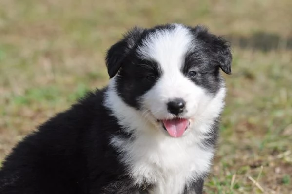 cuccioli di border collie di razza zibellino | Foto 4