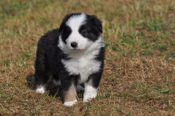 cuccioli di border collie di razza zibellino | Foto 3