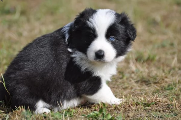 cuccioli di border collie di razza zibellino | Foto 2