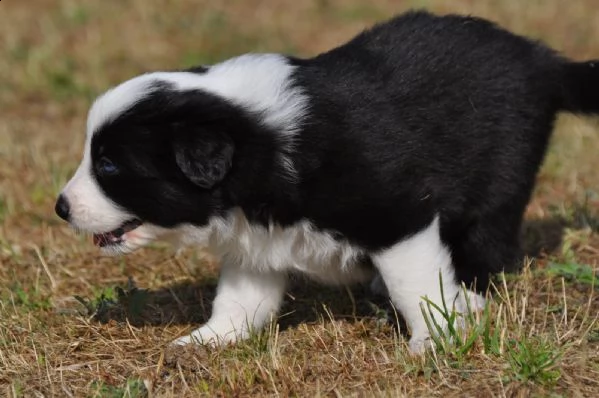 cuccioli di border collie di razza zibellino | Foto 0