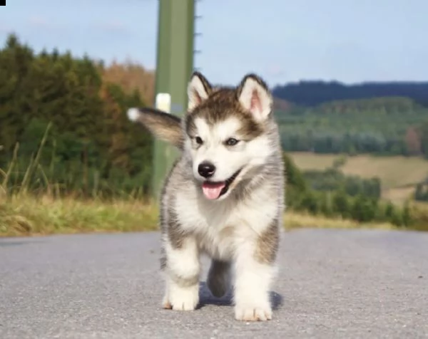 cuccioli di alaskan malamute | Foto 2