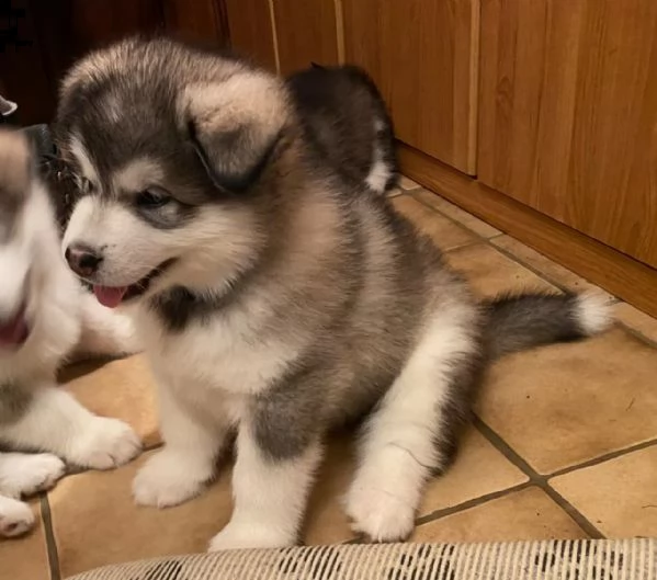 cuccioli di alaskan malamute | Foto 1