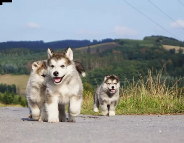 cuccioli di alaskan malamute | Foto 0