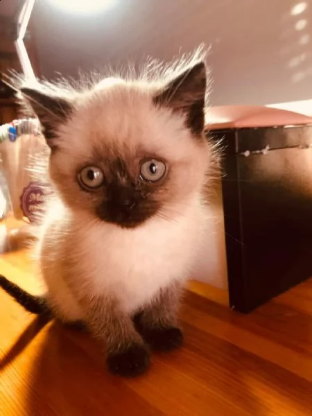 gattini himalayano | Foto 6