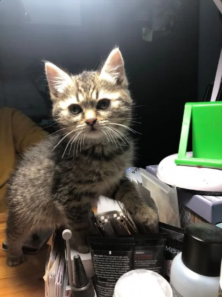 gattini himalayano | Foto 4