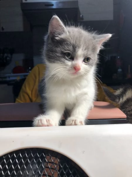 gattini himalayano | Foto 1