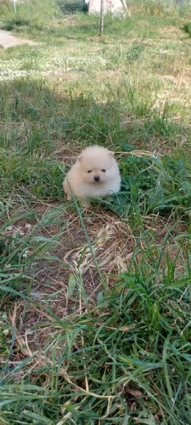 CUCCIOLINO VOLPINO DI POMERANIA NANO | Foto 1