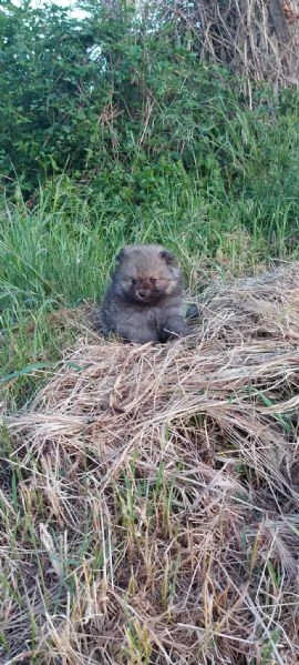 CUCCIOLINO VOLPINO DI POMERANIA NANO | Foto 0