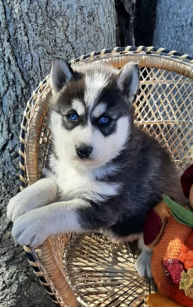 regalo cuccioli siberian husky  maschio e femmina 