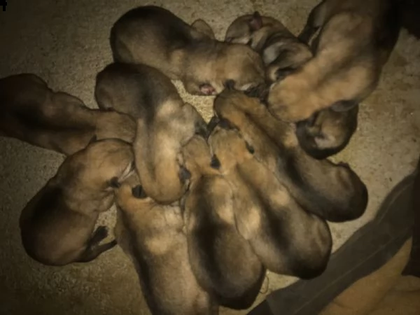 cuccioli di lupo cecoslovacco | Foto 1