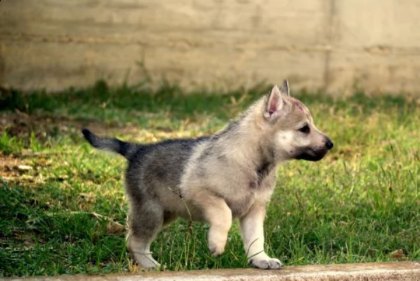 cuccioli di lupo cecoslovacco