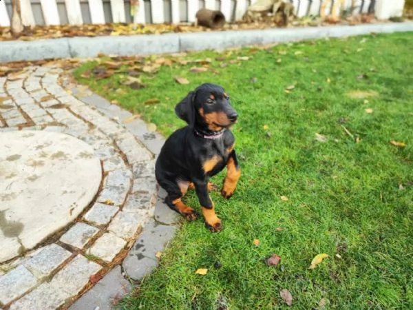 cuccioli di razza dobermann acucciolata