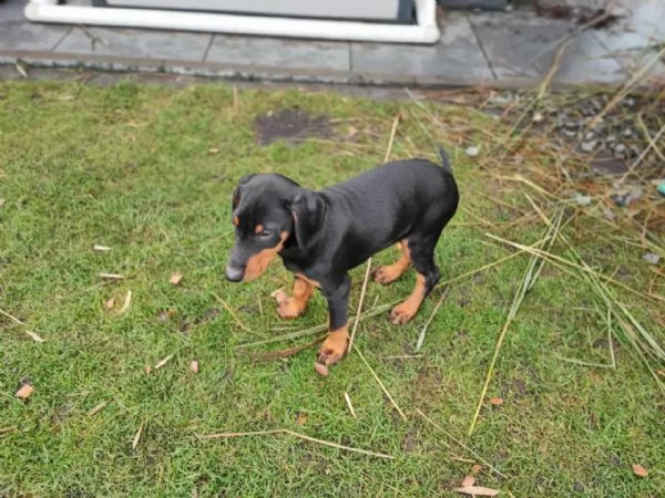 cuccioli di razza dobermann acucciolata | Foto 4