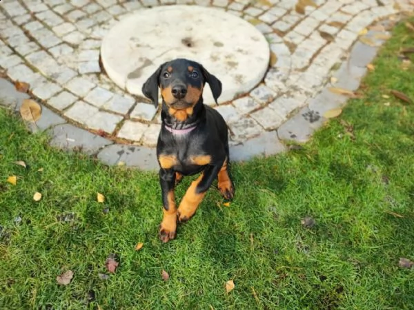 cuccioli di razza dobermann acucciolata | Foto 1