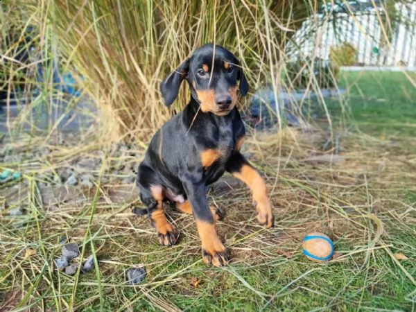 cuccioli di razza dobermann acucciolata | Foto 0