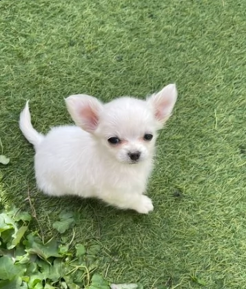 piccoli cuccioli di chihuahua per adozione | Foto 0